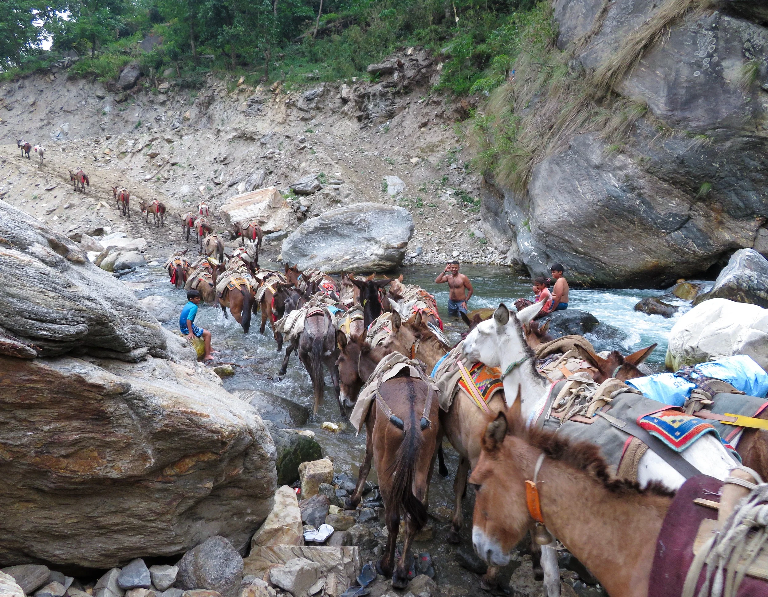 Manaslu Trek - Day 2: Swimming with Mules