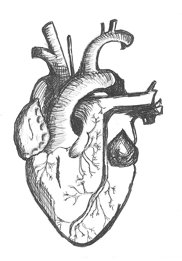 The Human Heart