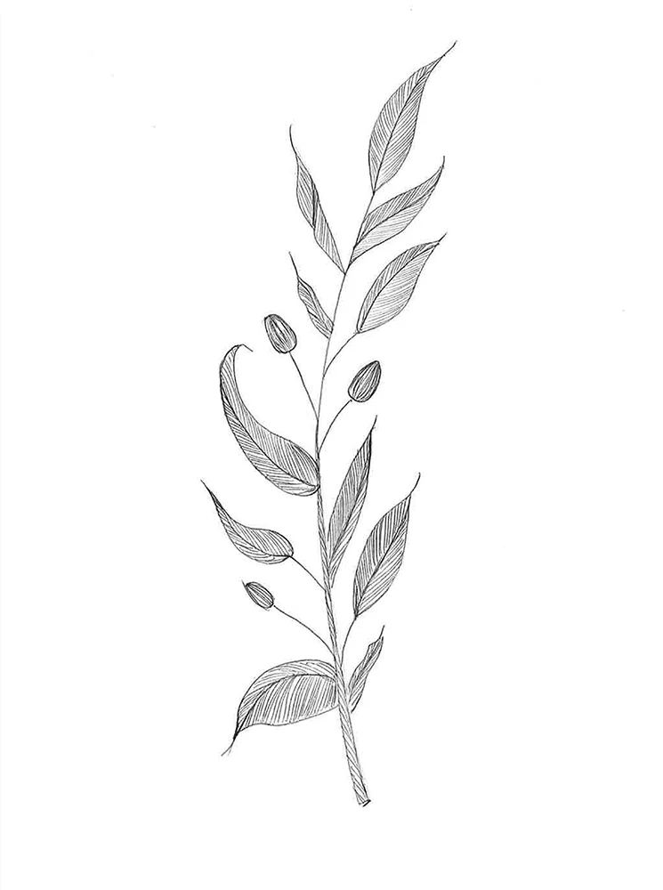 Olive Branch