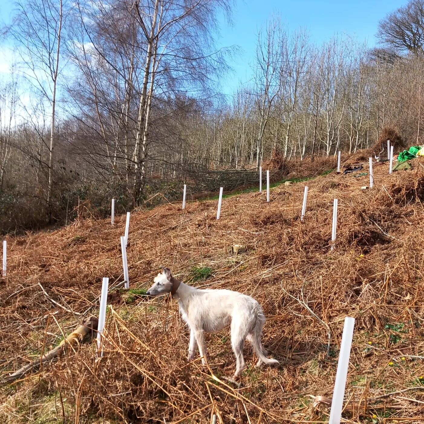 There has been the odd moment of sunshine amongst the rain over the last few days. Juliet has been planting trees in the spaces left when the Ash have come down - 40 oak, 40 sweet chestnut and 20 walnut all grown from seed by her brother James.