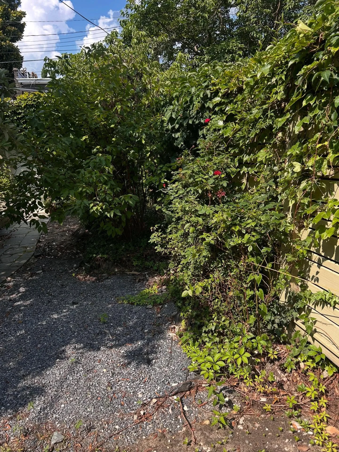 Swipe to clean up the yard ➡️ 🤯