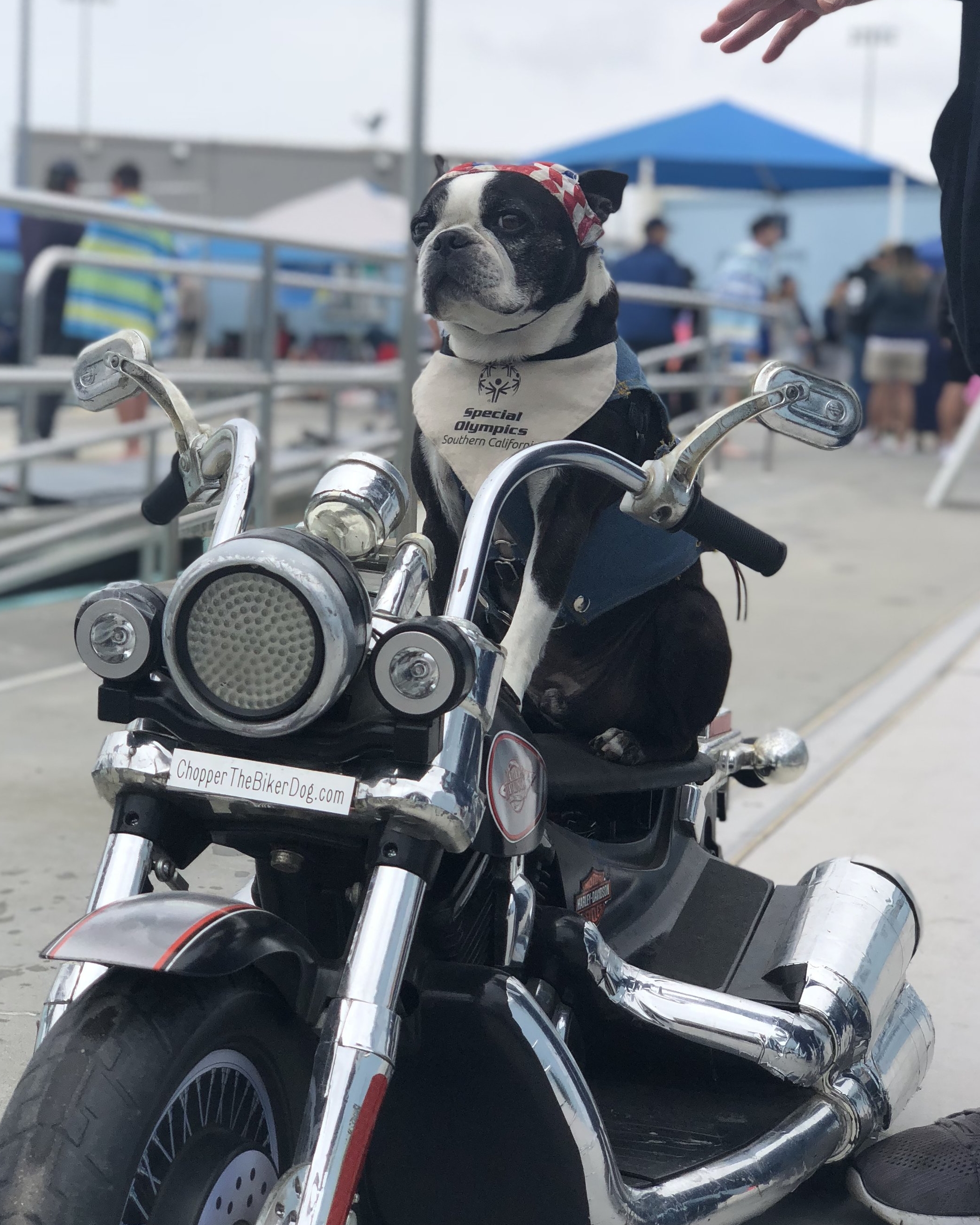 We got to meet Chopper the Biker Dog! So cool, you can check him out here . 