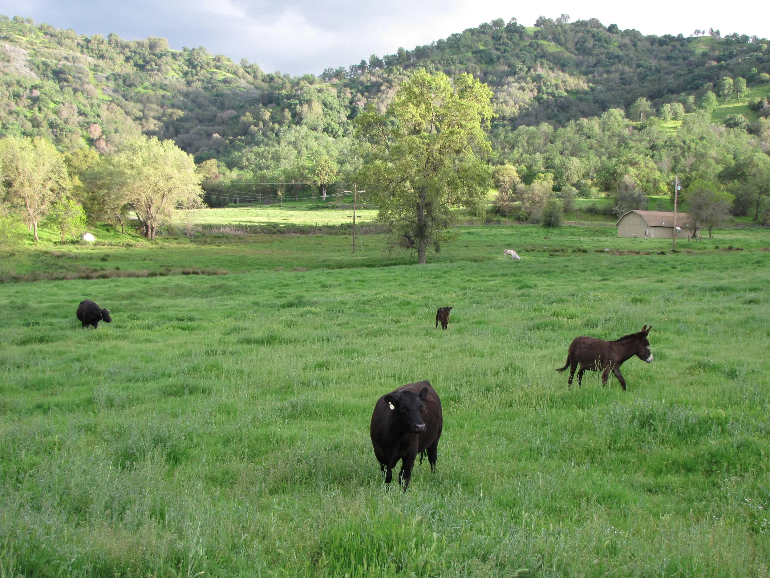 Deposit: Whole steer — Bates Grass-Fed Beef