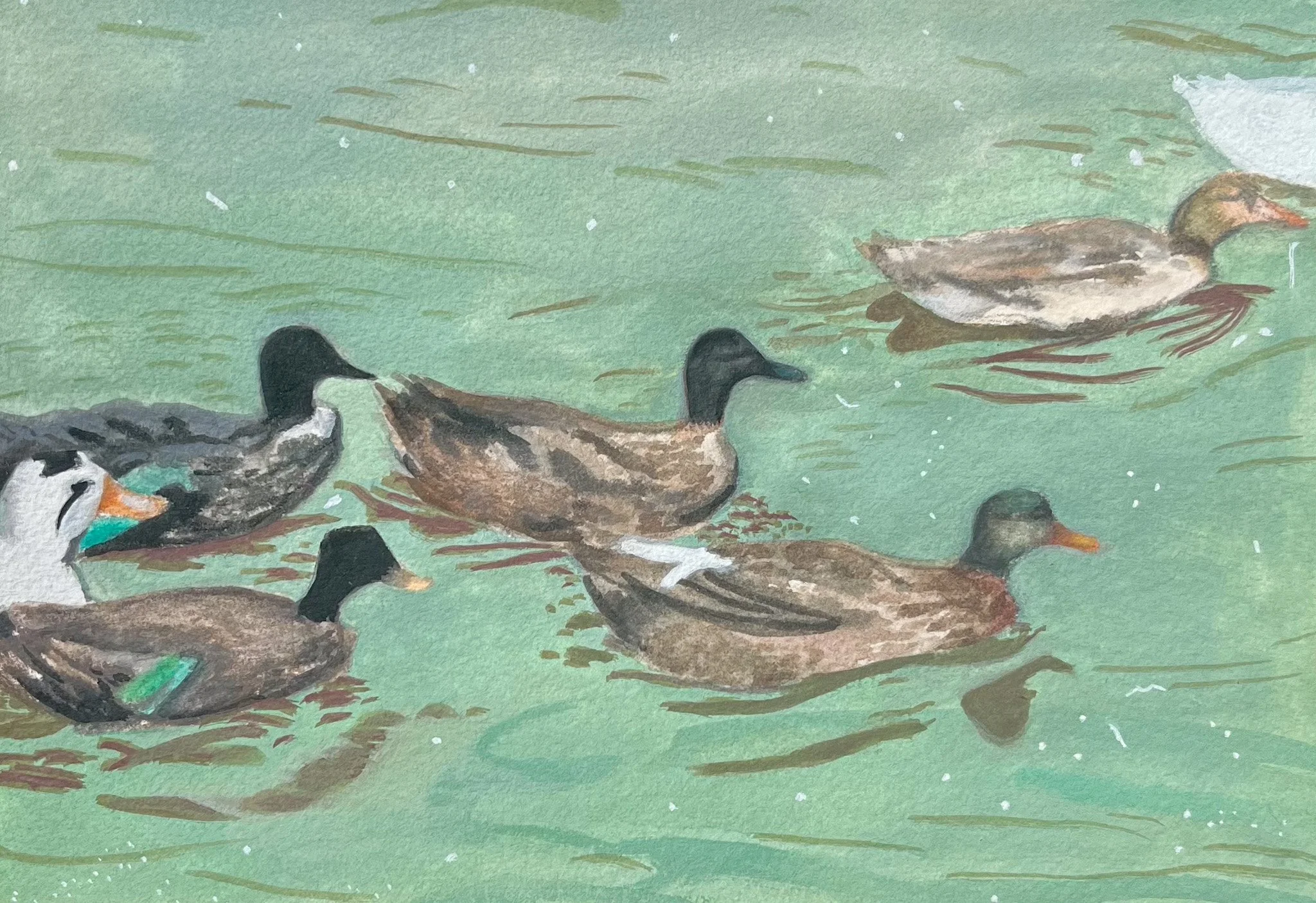 ducks pic 2.JPG