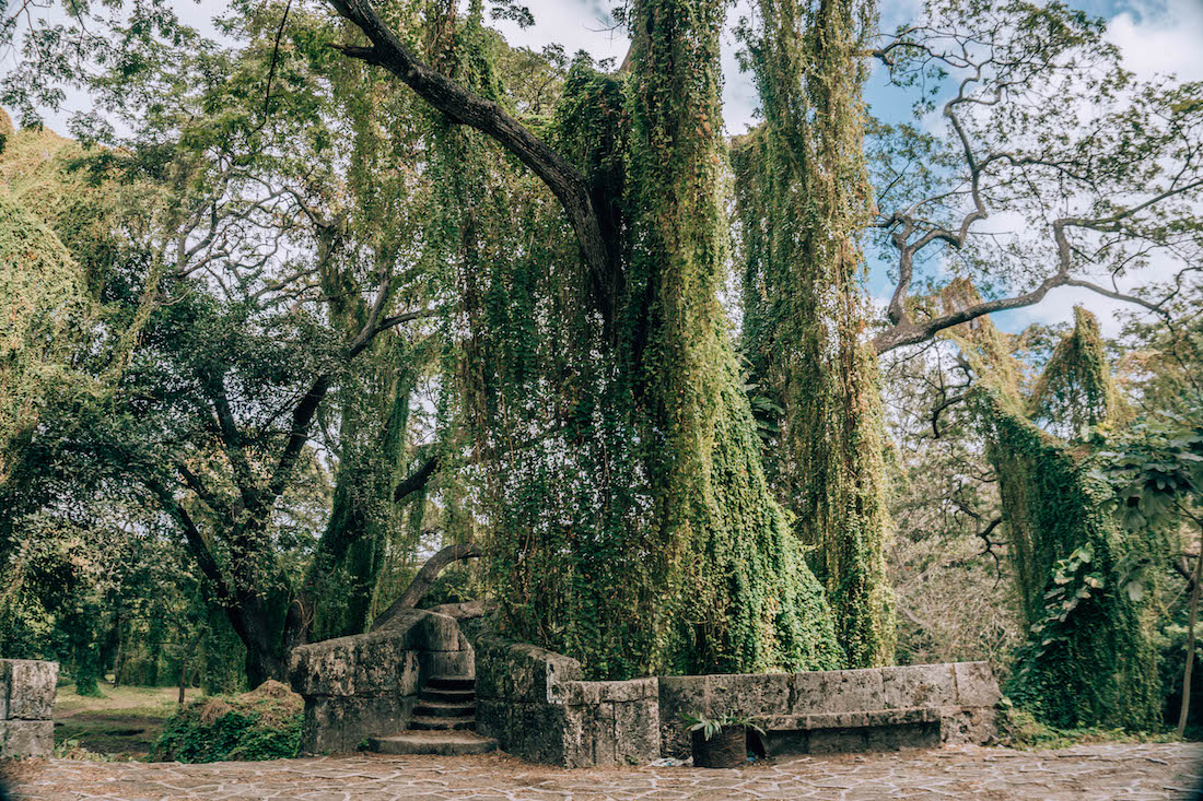 Havana’s Parque Almendares, also known as El Bosque de la Habana (“Havana’s Forest”) is right in the Vedado neighborhood, which means you don’t even need to leave the city to escape into this lush green oasis.