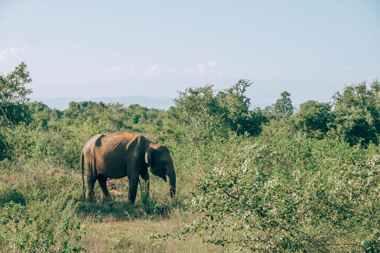 Asian elephants are smaller than African elephants, with smaller ears, and are actually black in color but look brownish-grey when covered in mud as a shield from the sun.