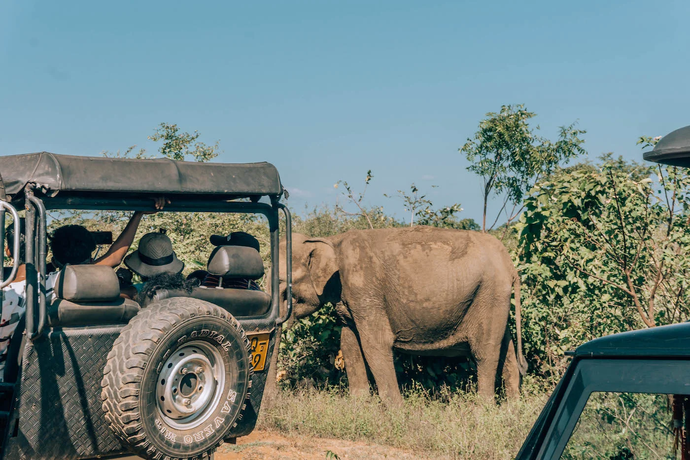 We ditched the crowd here and went off on our own, ultimately finding almost a dozen more elephants without anyone else around!