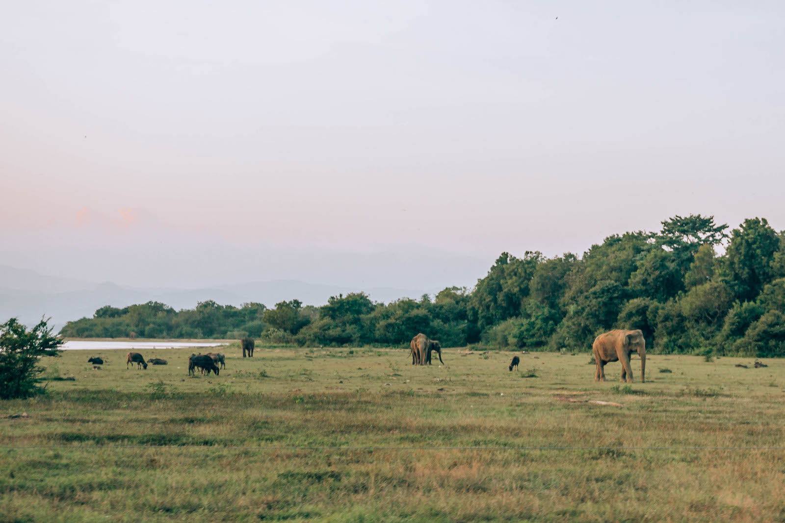 Deer, water buffalo, and elephants all gather at the water at sunset to drink and bathe. What an incredible sight to see!