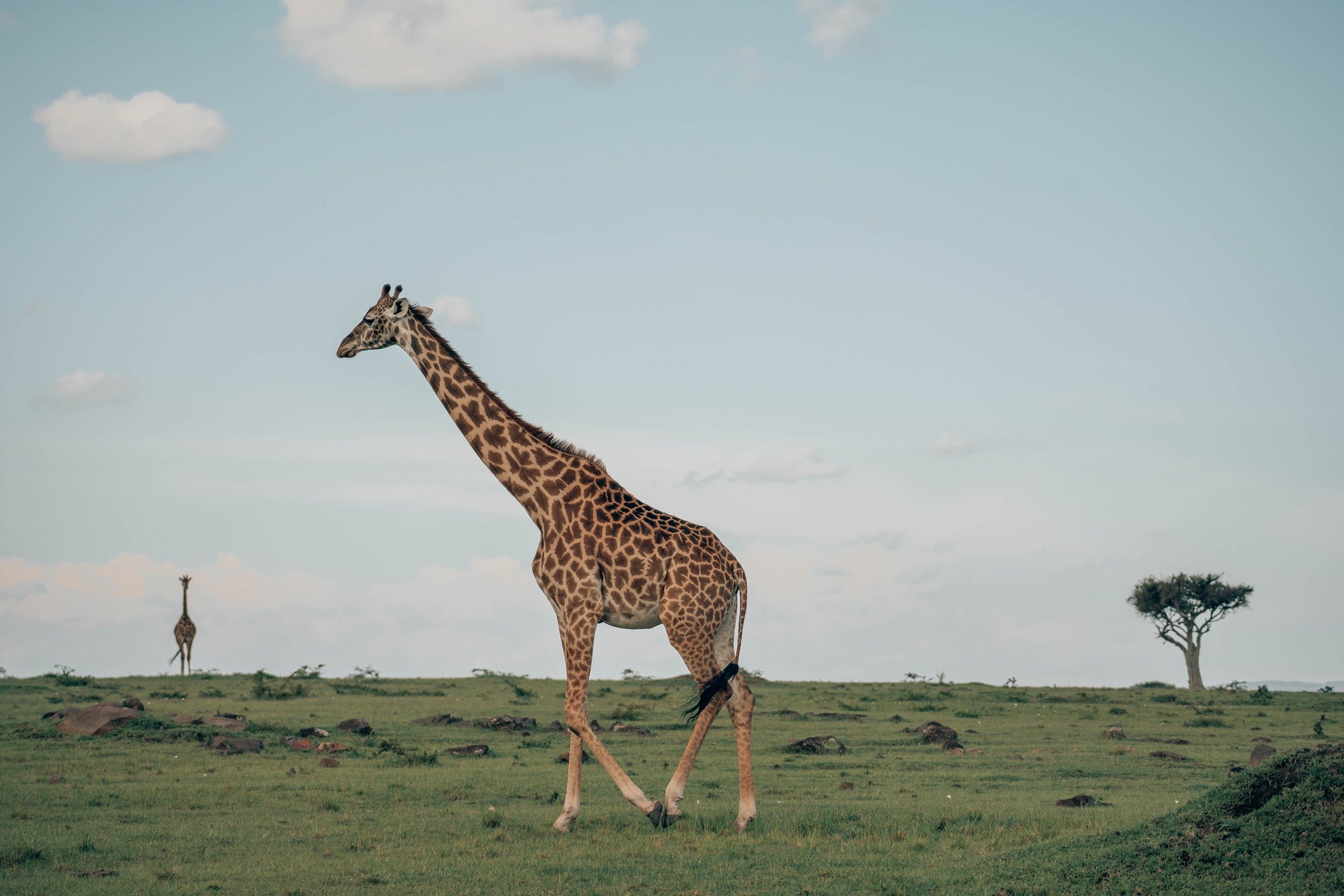 masai-mara-day-one-34.jpg