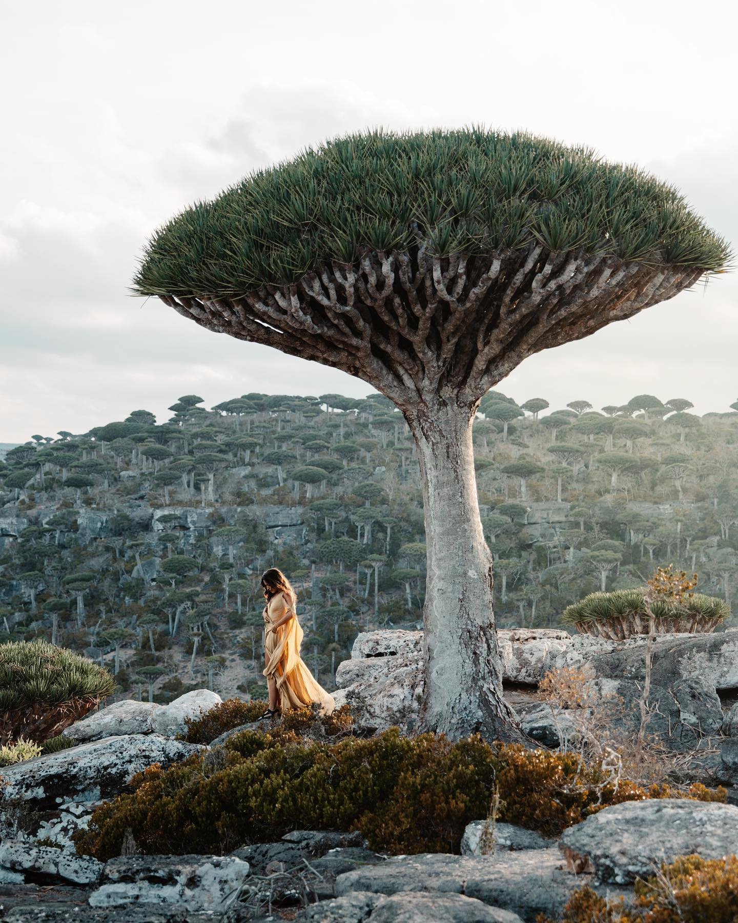 Welcome to Firmihin Forest, an alien-looking landscape of upturned, spindly Dragon&rsquo;s Blood trees&hellip; a plant species that only exists in this isolated Socotra archipelago.

So no wonder it looks like another planet &mdash; because no where 