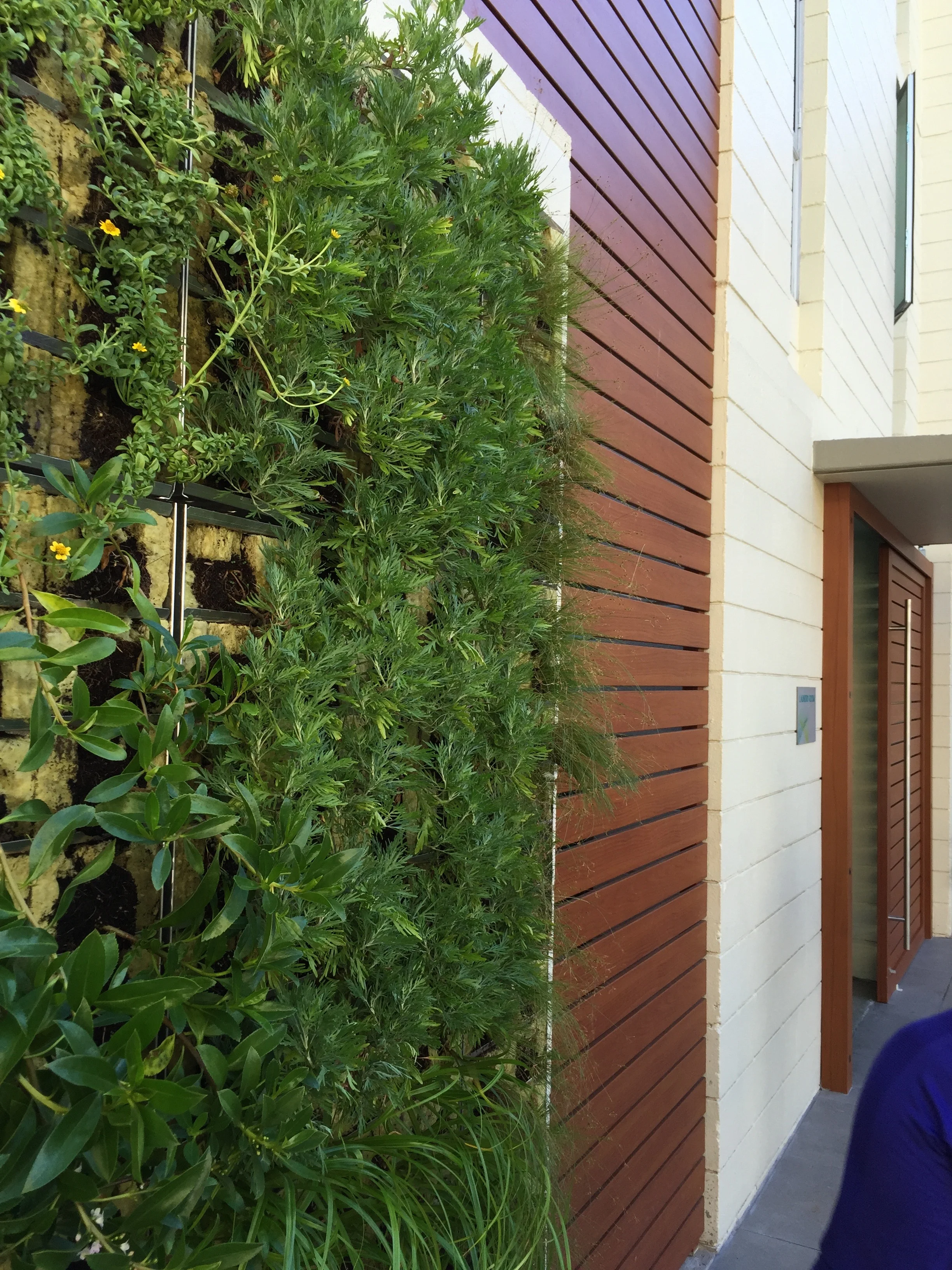 Kewalo Green Wall copy.jpg