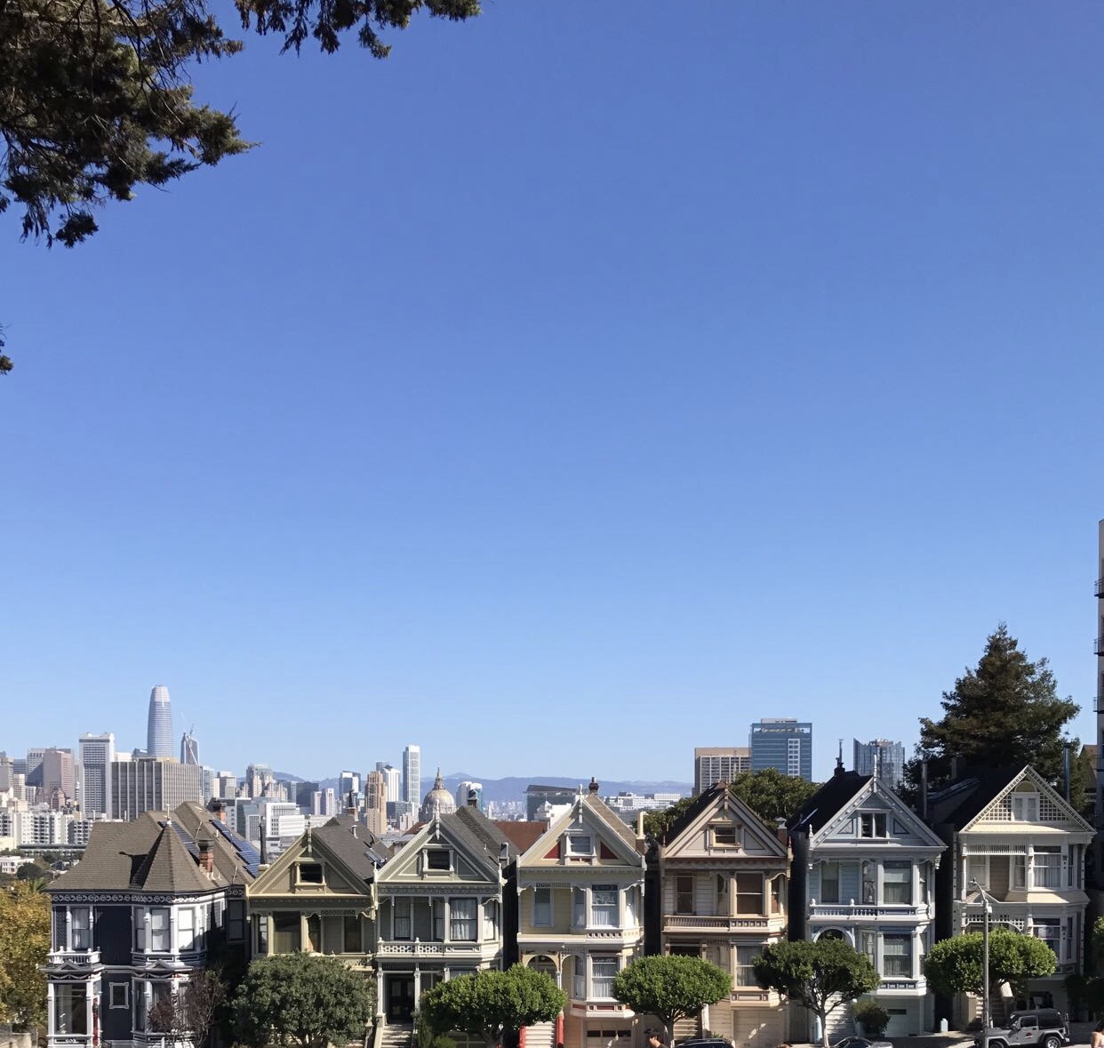 Painted Ladies