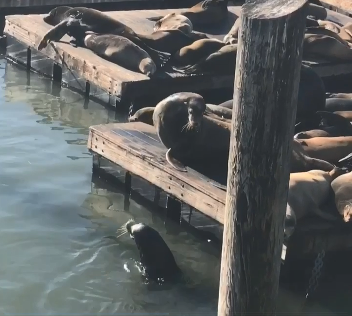 Seals