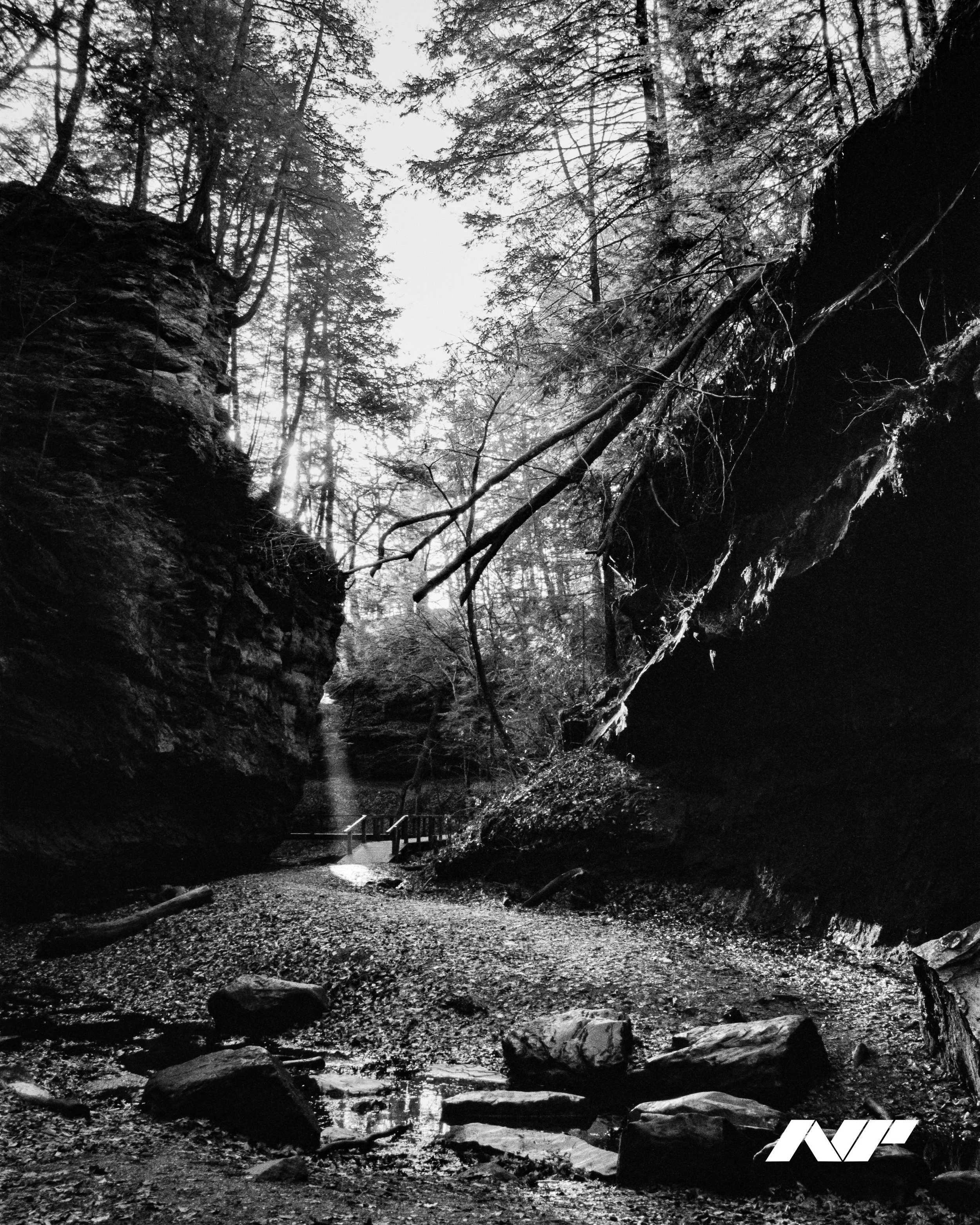 Nathan-Piper-www.natepiper.net-Nikon-F5-Kodak-TMax-400-Democratic-Forest-Winter-2024-Indiana-2-NP.jpg