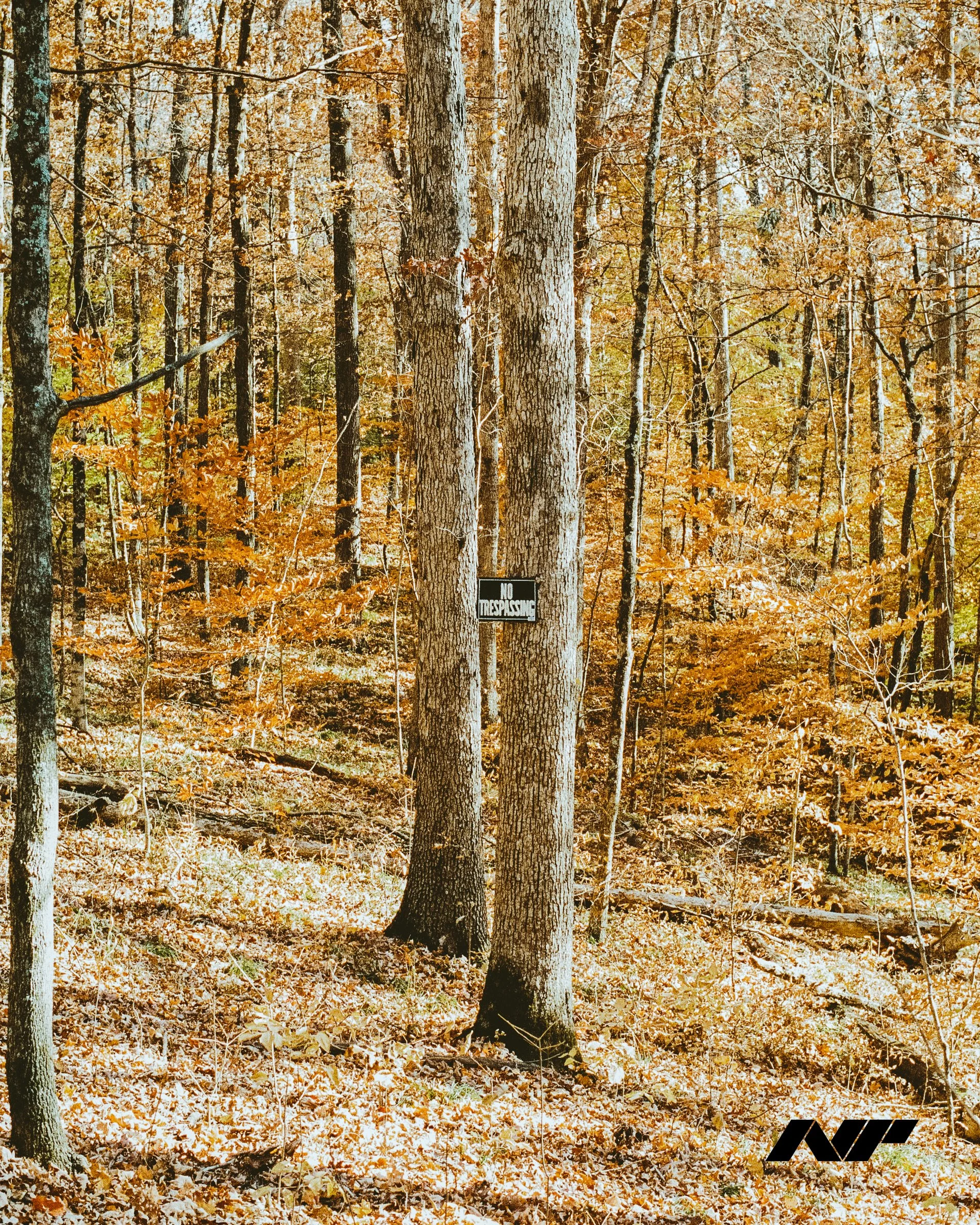 Nathan-Piper-www.natepiper.net-Nikon-F5-Kodak-Gold-200-Brown-County-Indiana-October-2022-NP.jpg