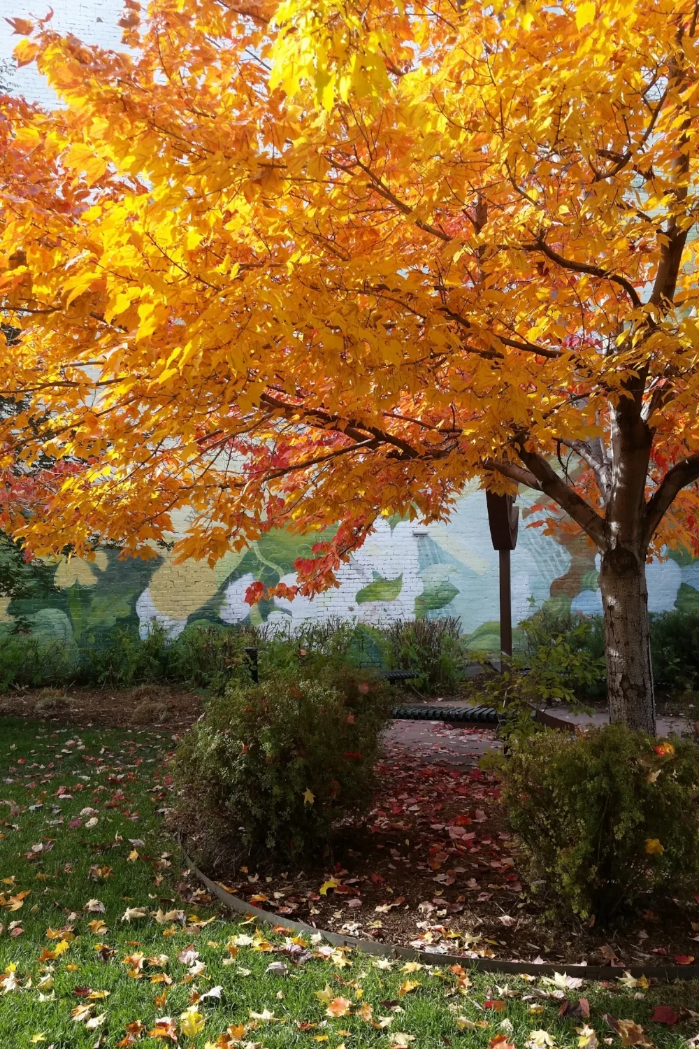 Yellow Tree.jpg