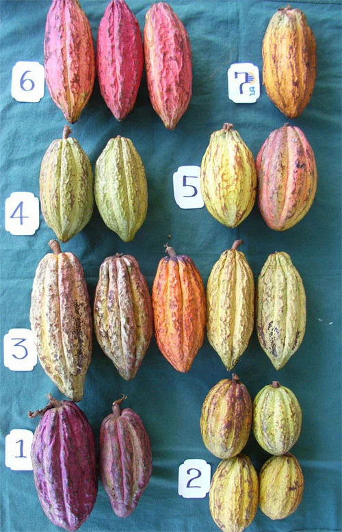 Image from Chocolate Fiji . 1) Trinitario Amelonado 2) Forastero Amelonado 3) Trinitario Angoleta 4) Trinitario Cundeamor.