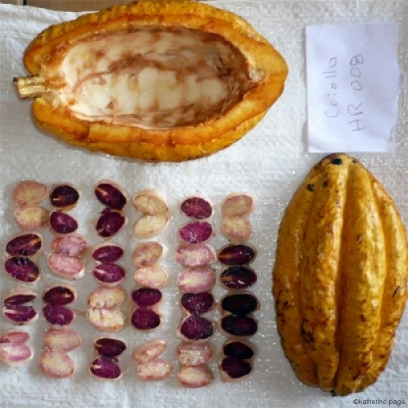 Image from Maranon Cacao . Image of Nacional Cacao Pod and Seeds, with 40% white seeds.