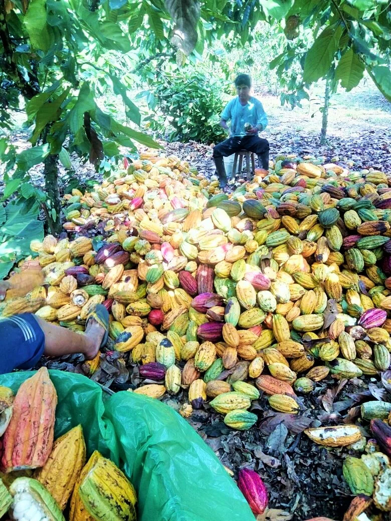 Image from Ucayali River Cacao . Opening Cacao pods, one by one. 