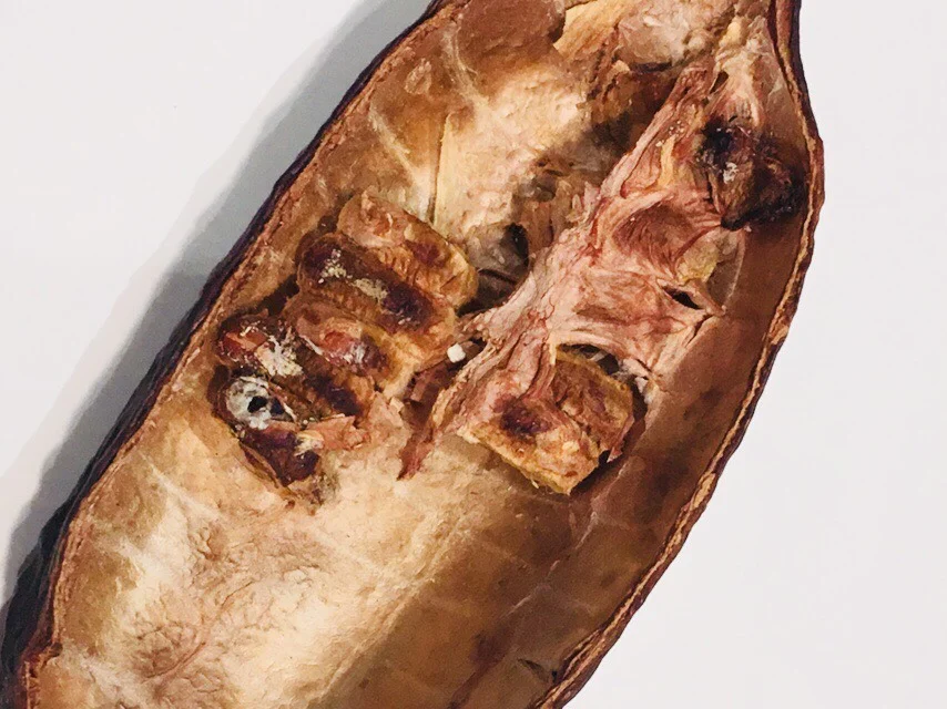 Dried cacao pod with fruit covered seeds intact. © 2018 Geoseph.com