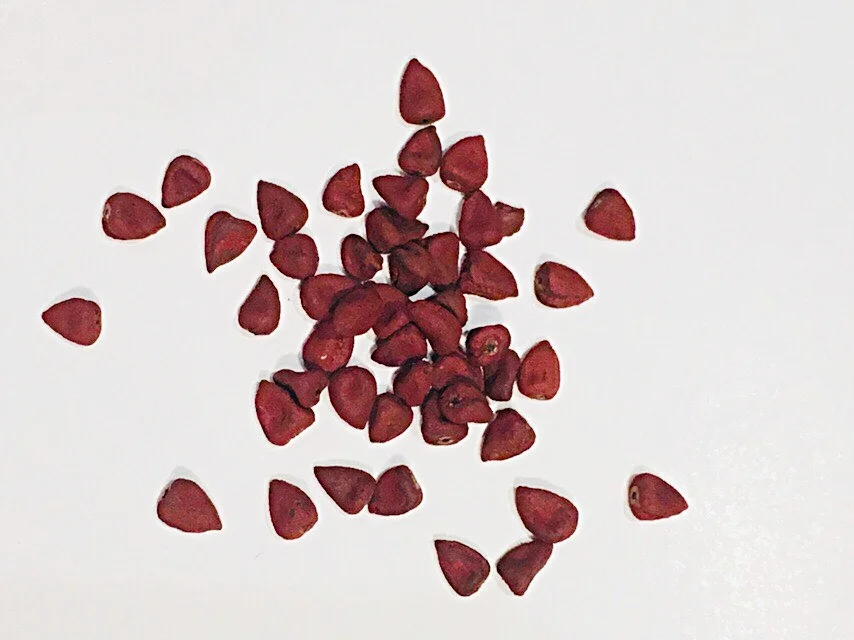 Annatto. A spice used by Mesoamericans in their chocolate. Today, it's also used in dyes for its orange-red pigmentation. They smell somewhat woody, herbaceous, and floral. They are also used in the Mexican mole sauce. © 2018 Geoseph.com