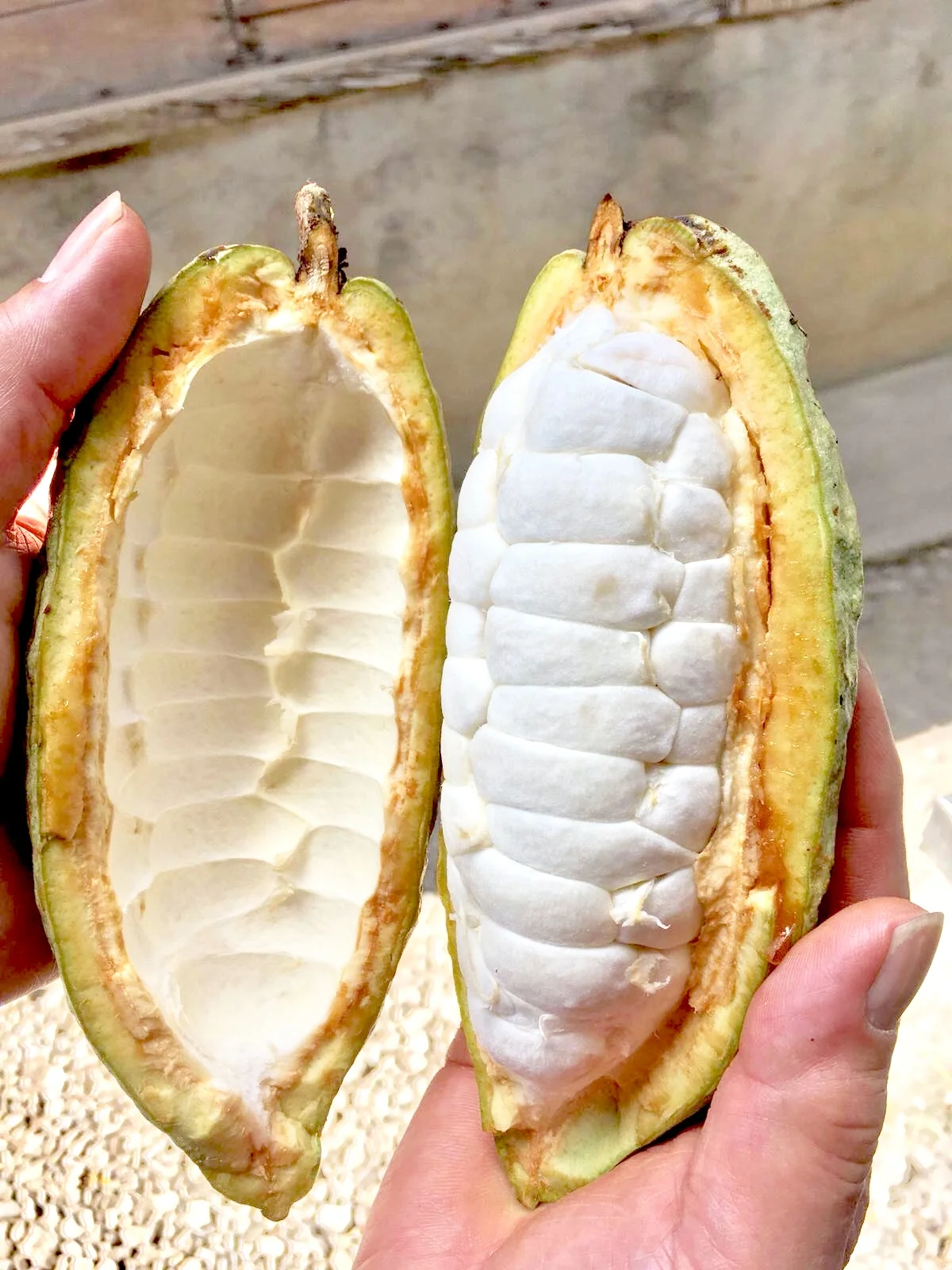 Fresh cacao pod, with segments of fruit (also known as pulp), each containing a cacao seed. (Image property of Geoseph Domenichiello)