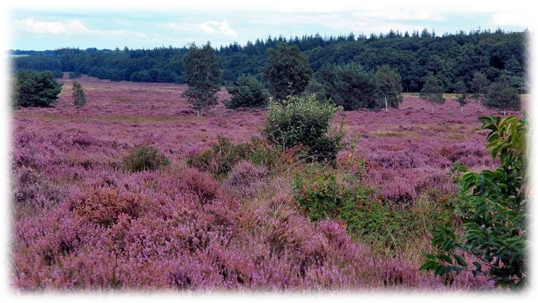 2019-08-18 Hei in bloei.jpg