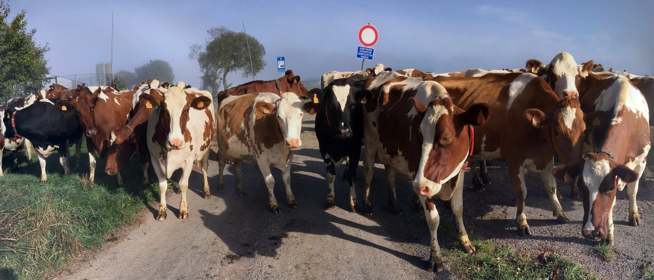Koeien op de weg