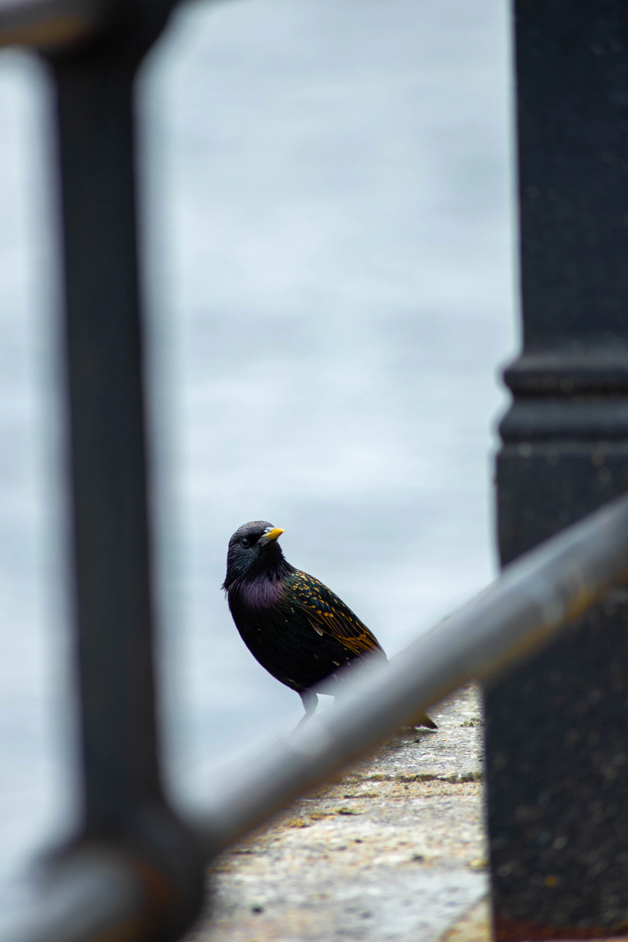 Beautiful Bird.jpg