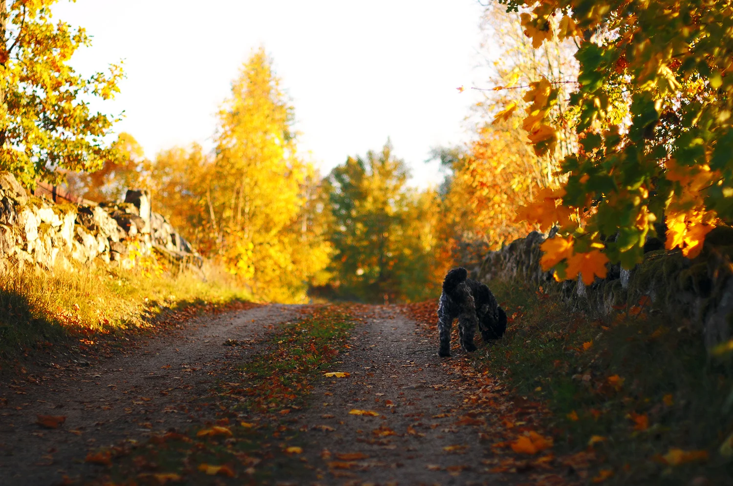 DSC_1294.jpg