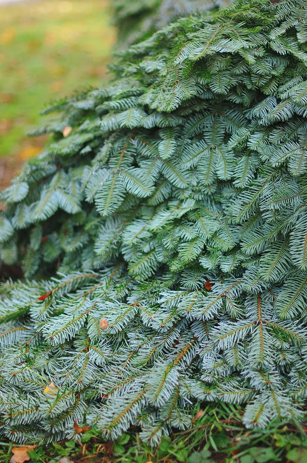 DSC_2238.jpg