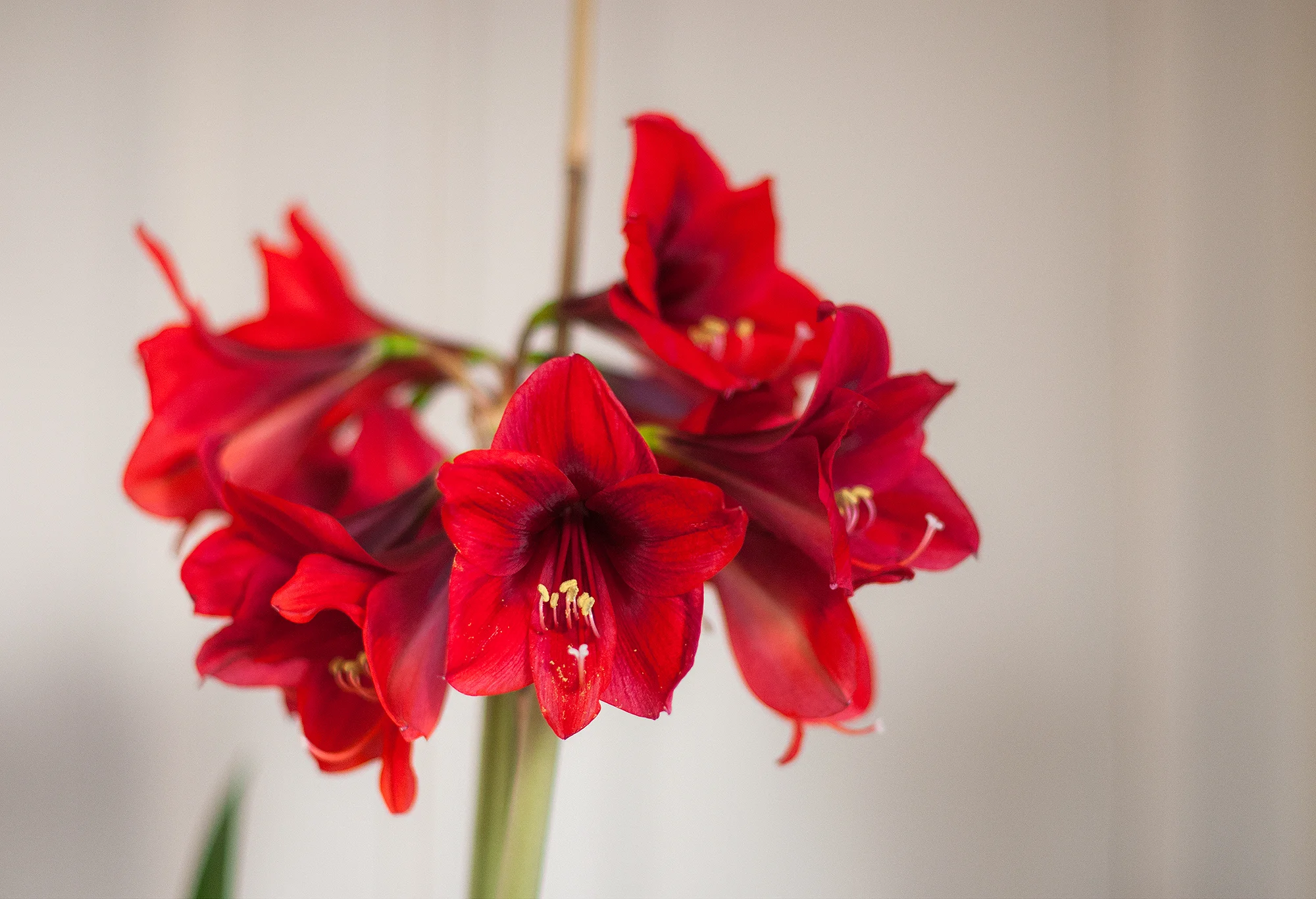 “Rapido” är en klassisk julröd amaryllis som ger många stjälkar med massvis med blommor och är bland de snabbaste att slå ut