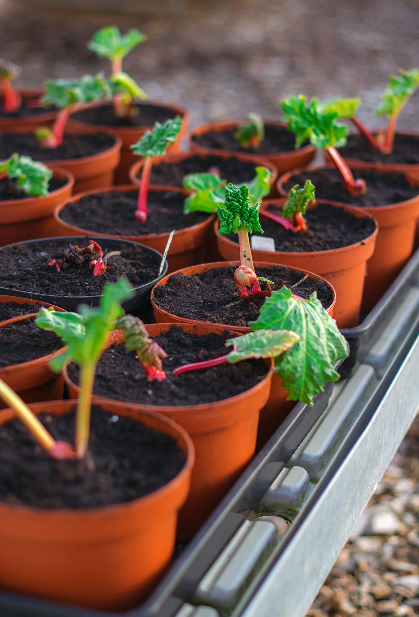 Rabarberplantor från vår plantskola