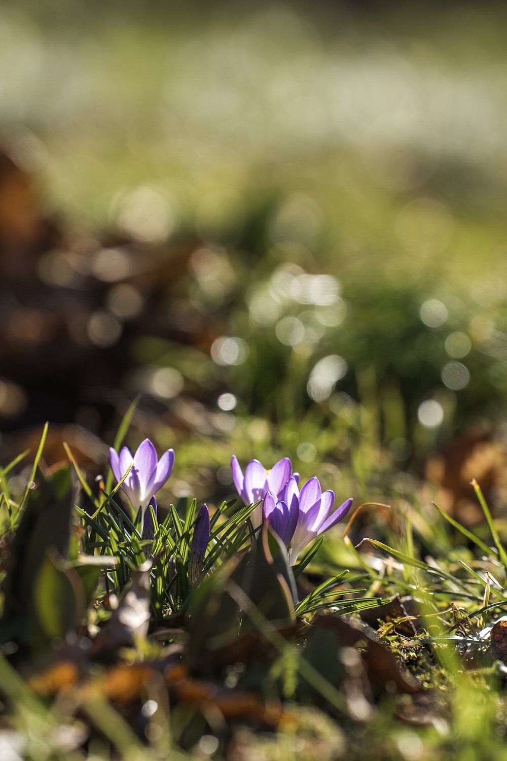 Krokus i blom