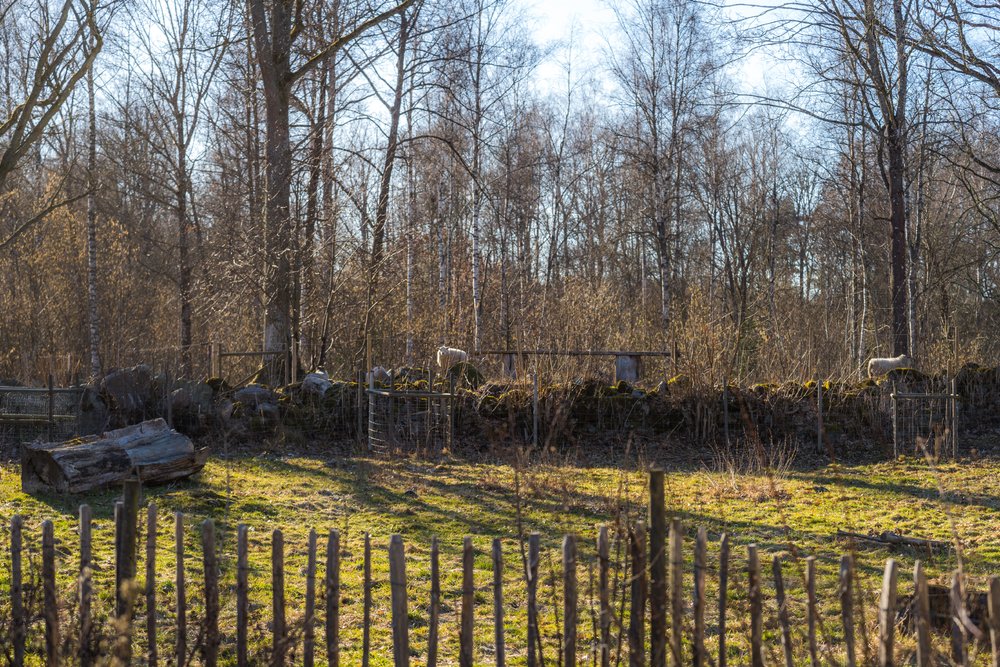 Fåren ute i hagen. Och våra äppelträd som vi hägnat in så att fåren inte gnager sönder dem. 