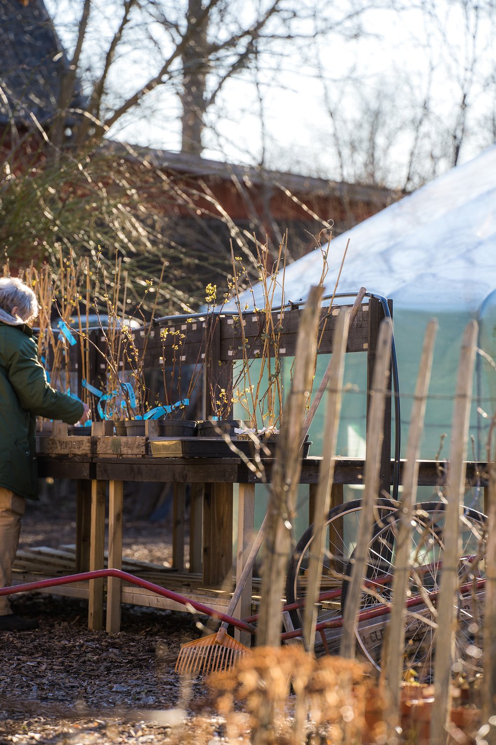 Cilla går igenom och märker nya bärplantor