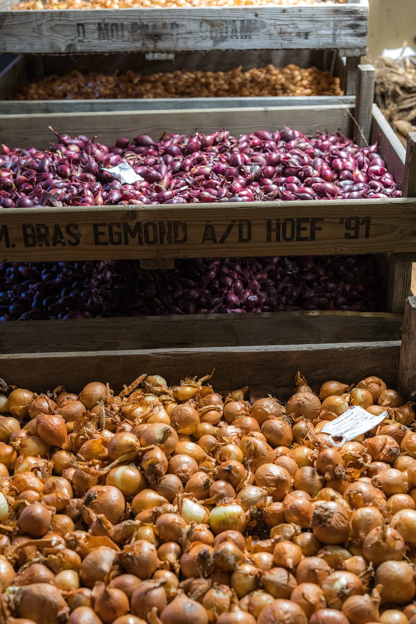 Sättlök av olika sorter