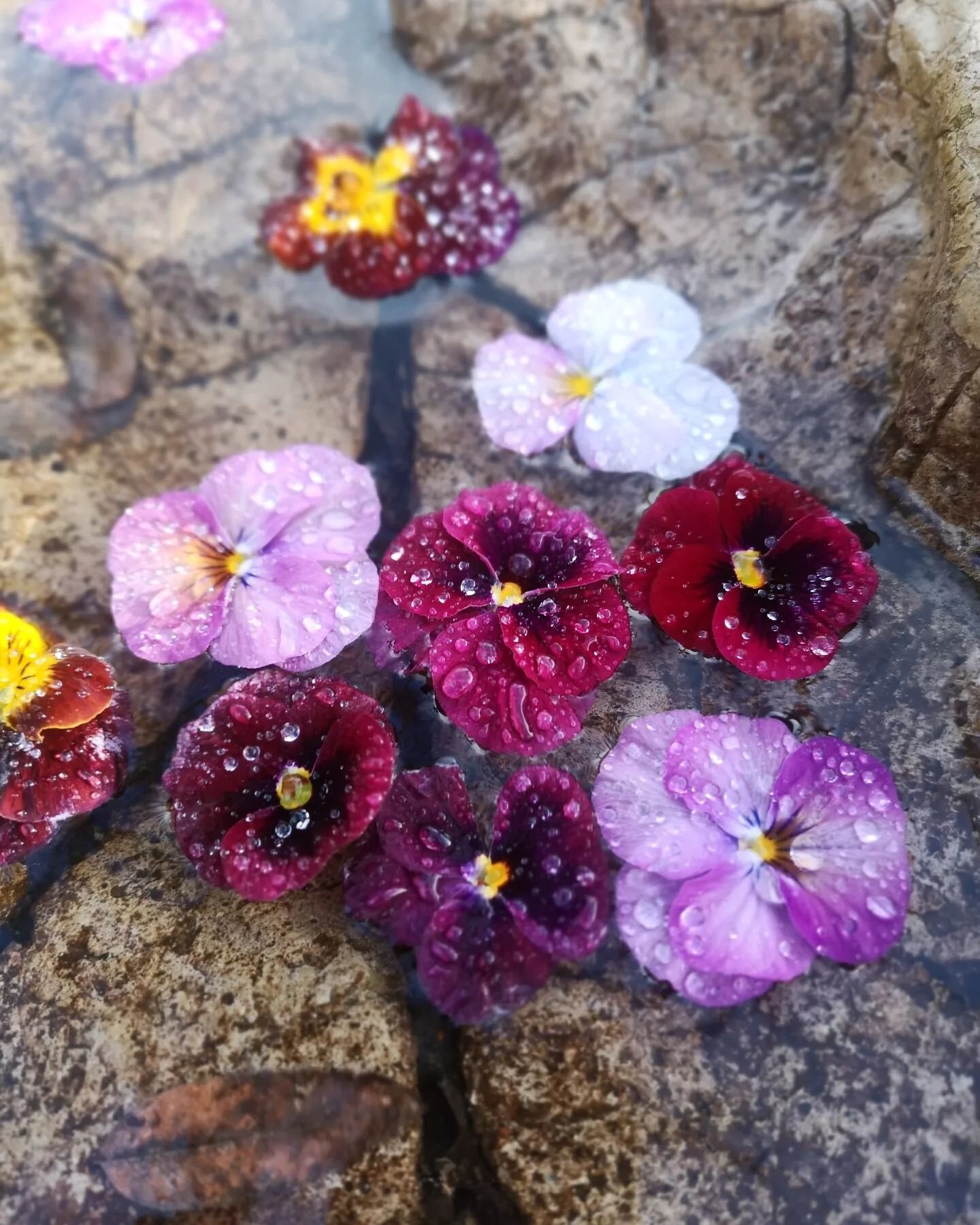 Efter en liten regnskur s&aring; glittrade det s&aring; vackert p&aring; penseerna i solen! 🌸🌱 Tack alla f&ouml;r en fin &ouml;ppningsdag! Nu &auml;r vi ig&aring;ng igen, &auml;ntligen!
Idag har vi &ouml;ppet i butiken L&ouml;rdag 11-15 ☺️👋 med ma