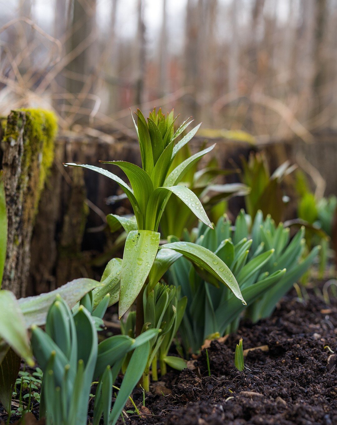 Kejsarkronor och allium p&aring; g&aring;ng f&aring;r st&aring; f&ouml;r det gr&ouml;na idag. 🥰 Vi har haft en s&aring; fin b&ouml;rjan p&aring; veckan, med omskolning av tomatplantor, stenl&auml;ggning av &ouml;landssten i v&aring;rt nya mysomr&ari