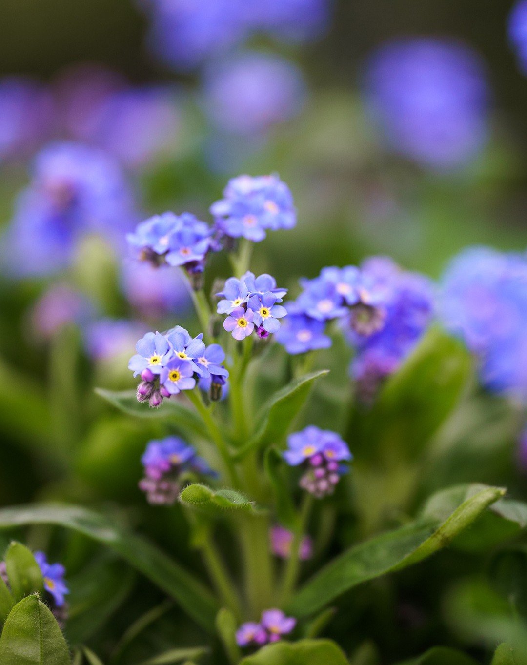 Vad v&aring;gar man plantera nu? 🌸 Vissa blommor och plantor &auml;r tuffa och t&aring;l mycket kyla och minusgrader och andra &auml;r lite k&auml;nsligare och kanske beh&ouml;ver assistans om det blir superkallt. Vi hj&auml;lper er g&auml;rna att h