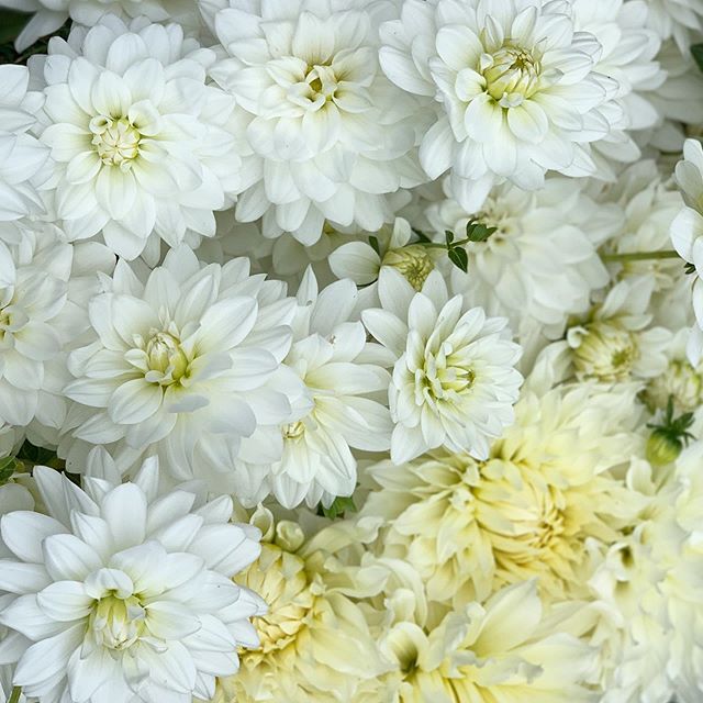 A bucket of dahlia whites - Karma Serena and Fleurel #flowerfarmer #dahliaseason
