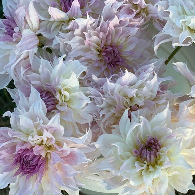 Early pick for best blooming dahlia goes to this beauty, Shiloh Noelle #dahliaseason #localflowers