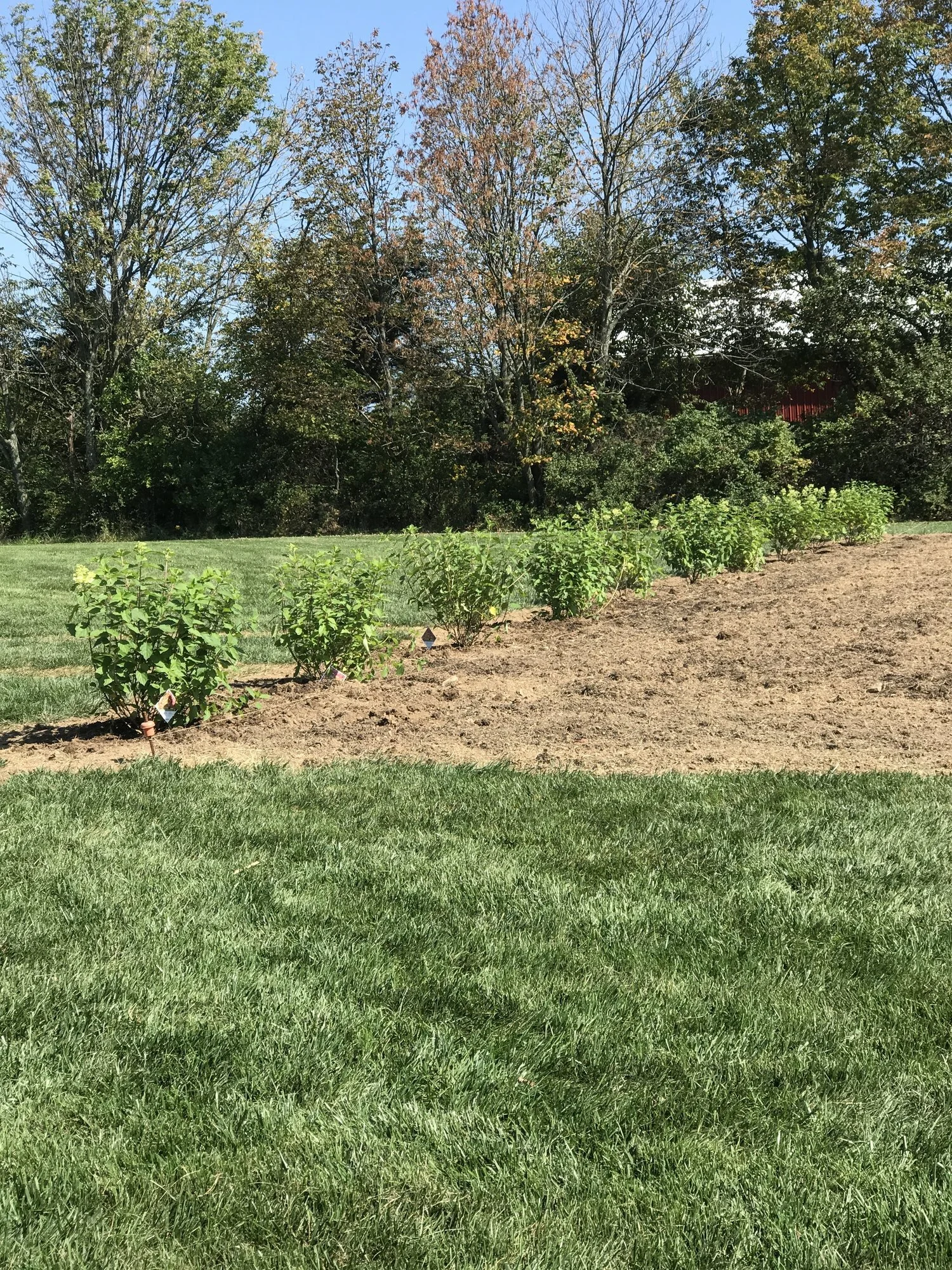 Hydrangea - Another angle of our row of hydrangeas September 24, 2017