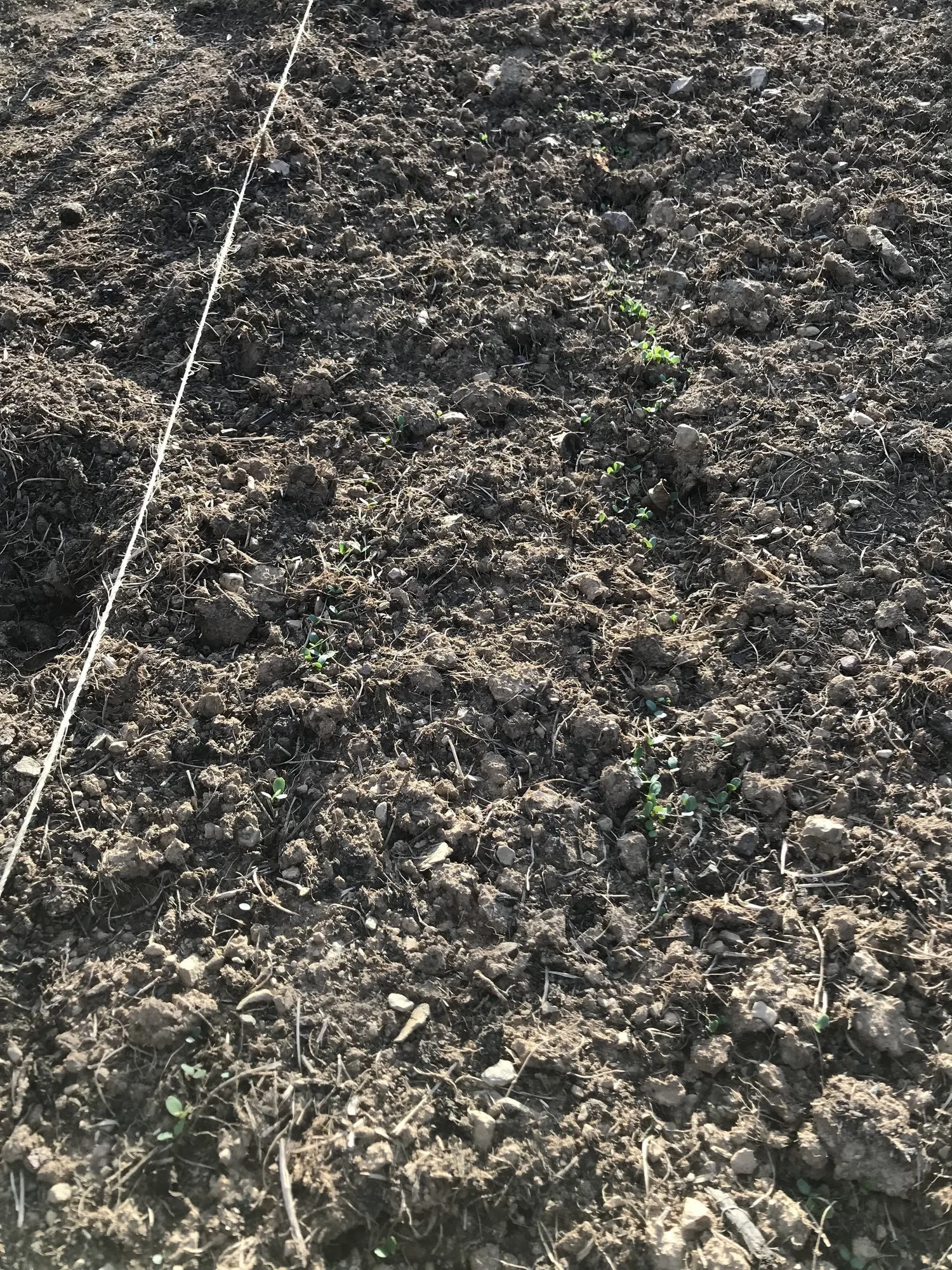 First Signs of Life - We were excited to see our first sprouts in October. October 23, 2017