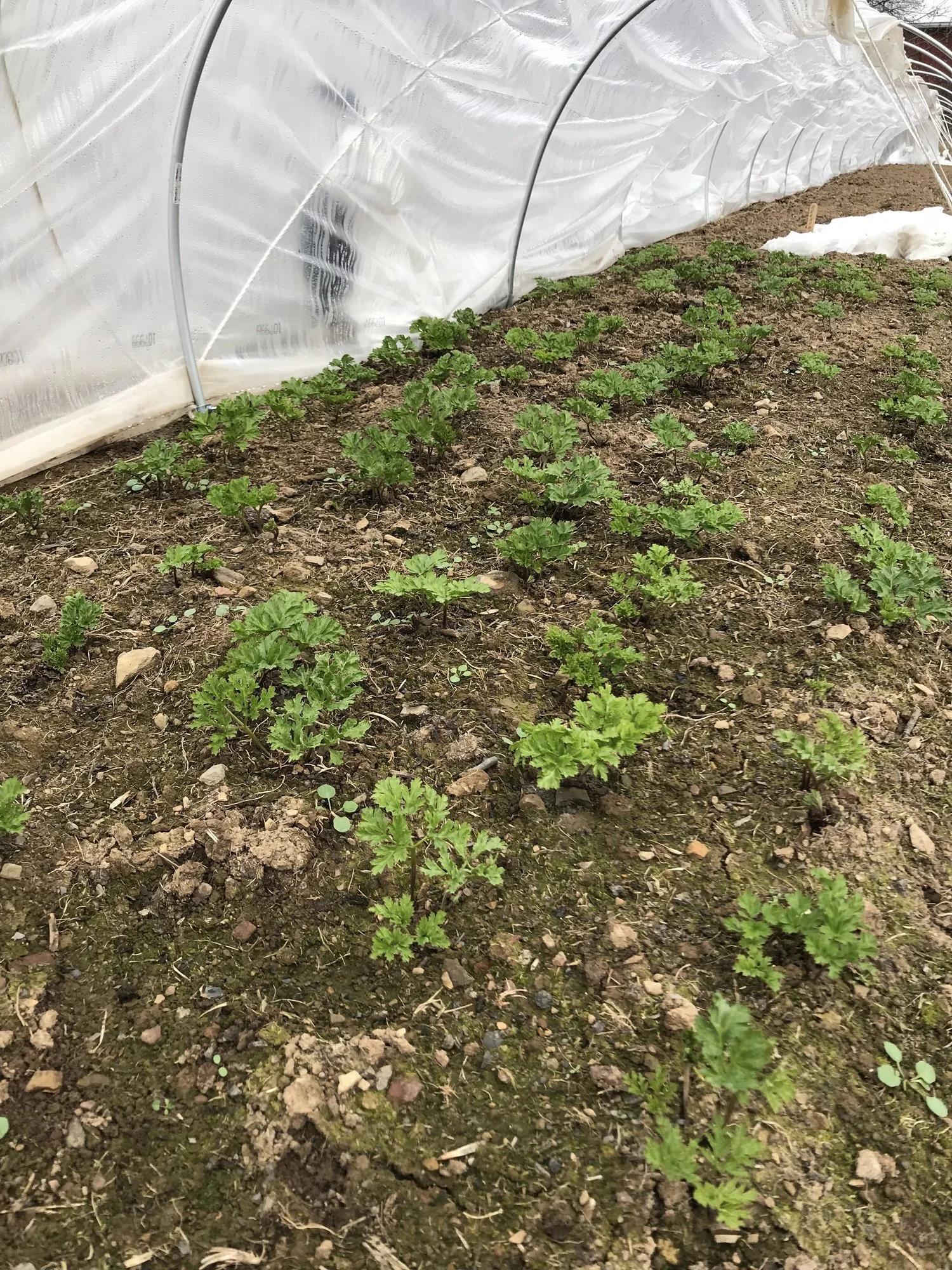 Anemone Growth - Anemones enjoying the cold, but protected winter. December 3, 2017