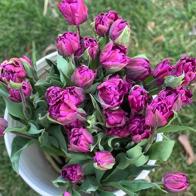 Negrita double tulips giving us just the right dose of spring color 🌷