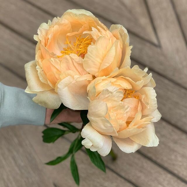Peony season never disappoints and ours is right around the corner! Our first Coral Sunset peonies are here, and we are loving their ever-changing shades. First picked as a vibrant coral color and now have faded into this beautiful peachy hue ❤️
