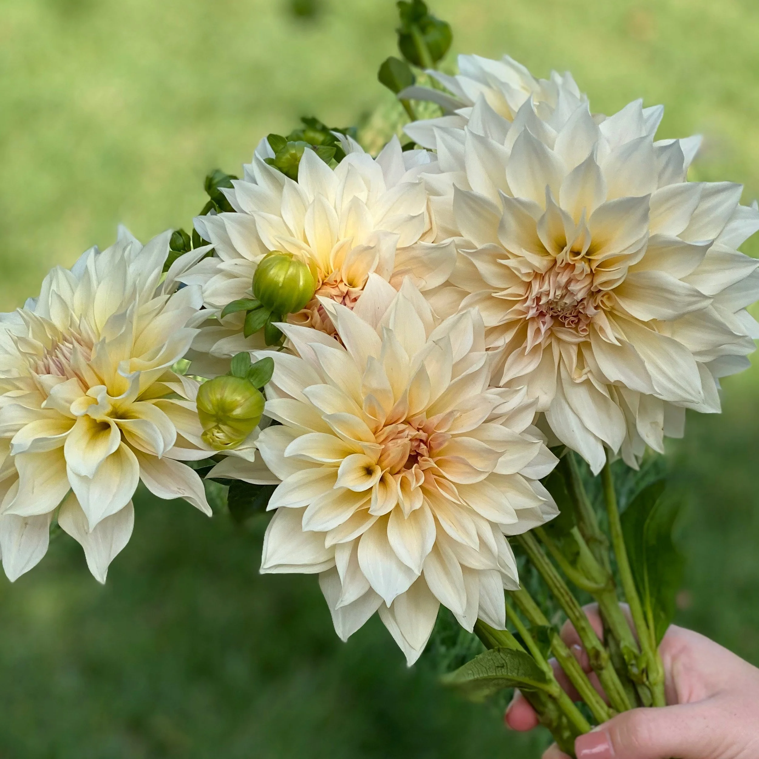 1ED2C826-CE1A-4360-A738-CF32DC786711 3.JPG