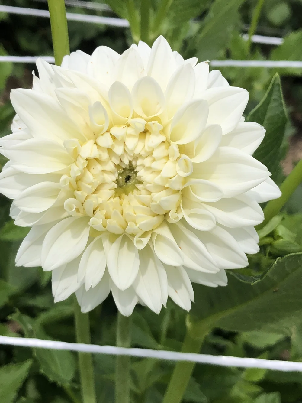 Karma Serena Dahlia Tubers: Shop Premium Quality at Griffith Hill