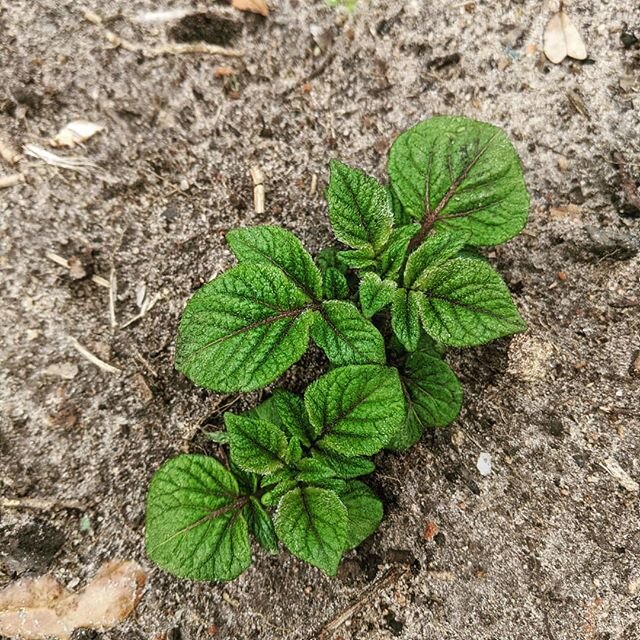 Our Spring growing season is off to a good start when we see the potatoes breaking through the soil. We were worried because of the amount of rain we received over the past few weeks. 
We are looking forward to harvesting and providing these taters i